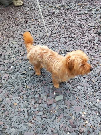 19 month old male Shorki