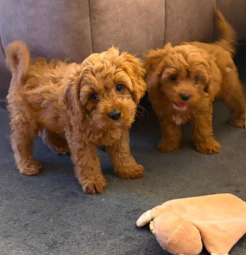 Gorgeous Toy Cavapoo Puppies