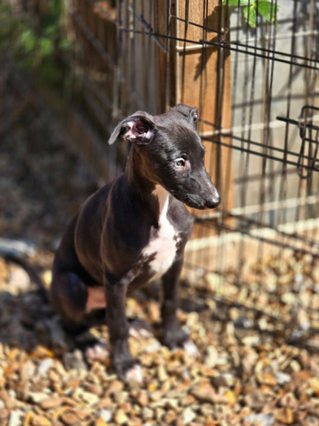 Whippet lurcher pups