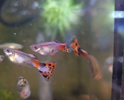 Guppies mixed snakeskin