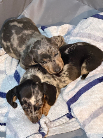2 dachshund little boys ready 3rd November