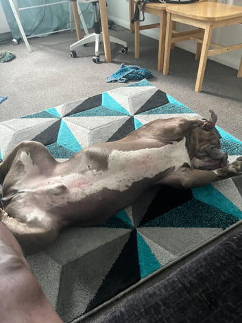 Tyson needs a good home with a good family.