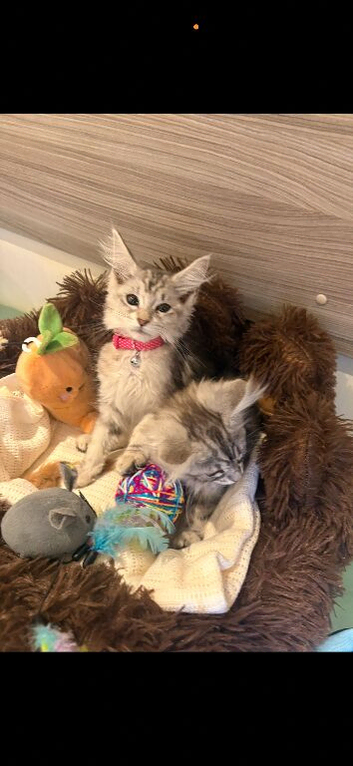 Main coon kittens