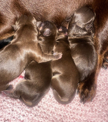 Kc reg chihuahua puppies Russian lines