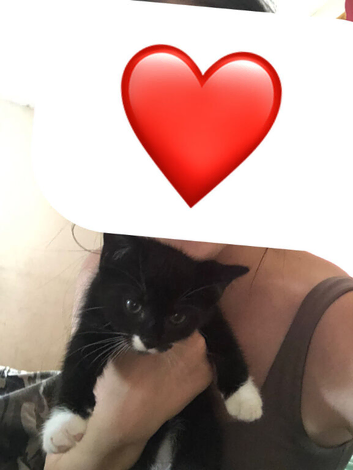 Kittens