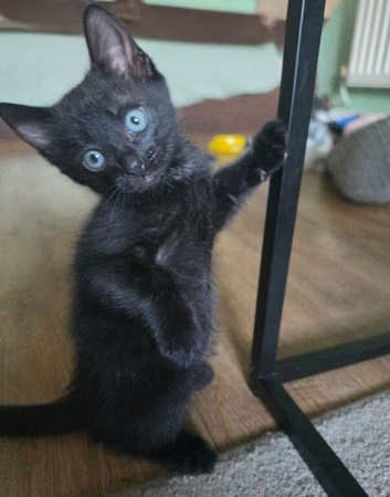 2 boy kittens 12 weeks old