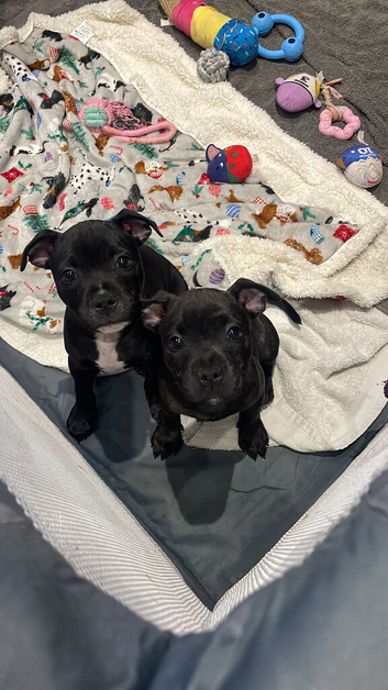 Kc blue/red staffy puppy&rsquo;s