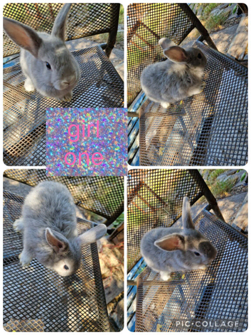 5 beautiful litter of dwarf lionhead cross mini lion lop ready to go now