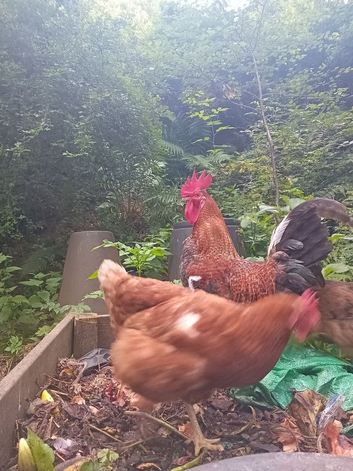 Chicken and Cockerel