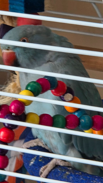 Indian ringneck