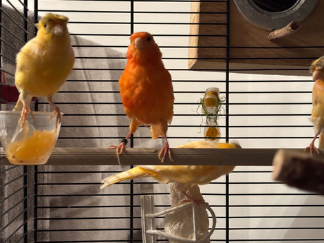 Few Canaries for Sale