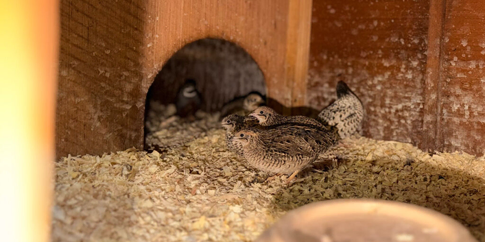 Family of button quail