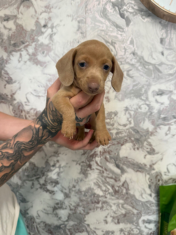 Beautiful dachshunds
