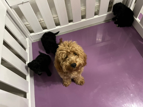 Black Cavapoo puppies