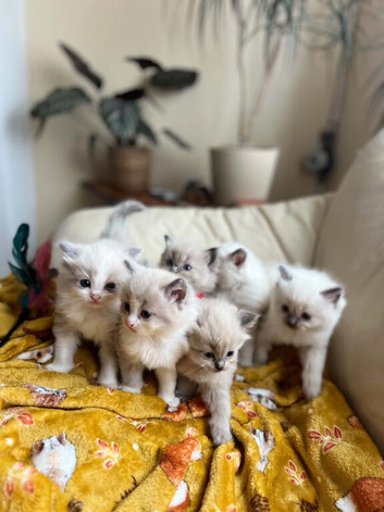 Beautiful Ragdoll Kittens Looking for Their Forever Homes