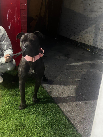 Beautiful girl looking for her forever home ️