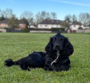 Cedric the working spaniel