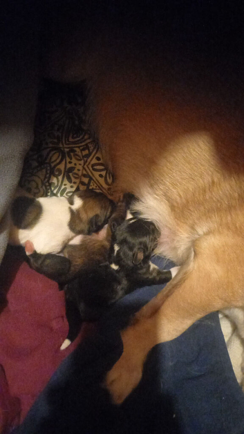 Four beautiful Jacks
