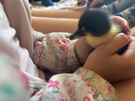 Beautiful 3 day old ducklings