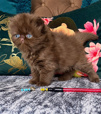 Last remaing Chocolate Persian Kitten Available