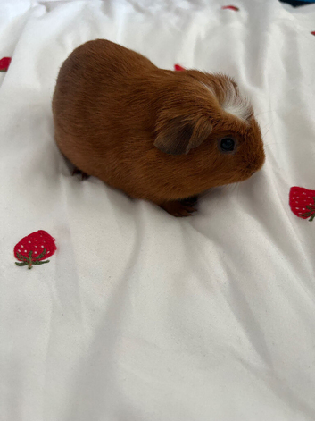 X2 bonded males