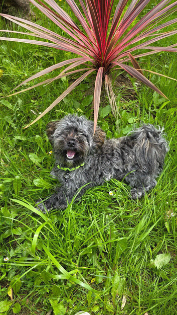 18 month adorable havanese needs a home
