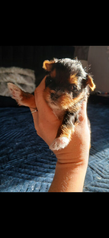 TEACUP TINY yorkie puppies charting 1.5-1.8kg