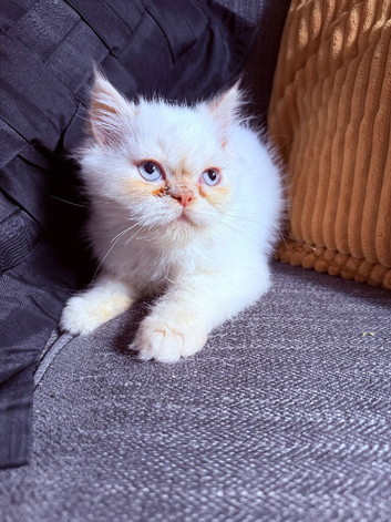 Persian kittens 3 boys 1 girls.