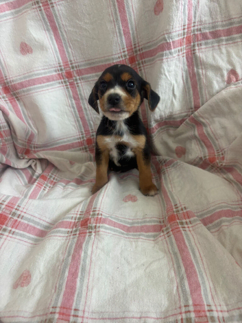 Cocker spaniel x Lakeland