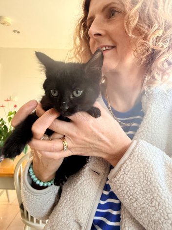 Beautiful kittens looking for their forever homes