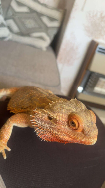 Make beared dragon and set up