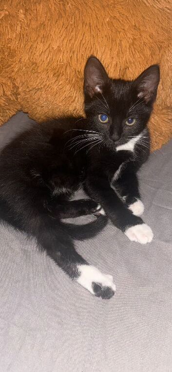 Black and white kitten