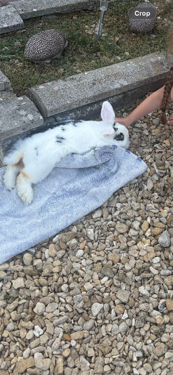 Mini loop rabbit