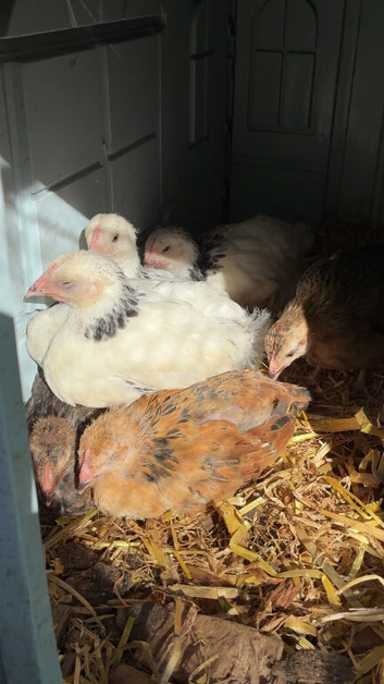 5 week old chicks free