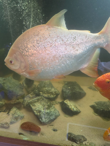Paku fish