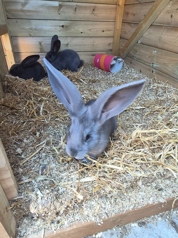 Pure giant continental rabbits