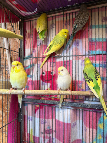 Young and adult budgies