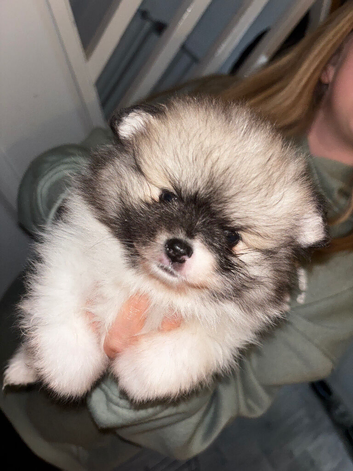 Female Pomeranian