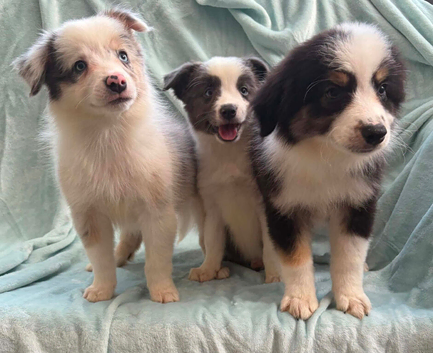 Stunning border collie pups