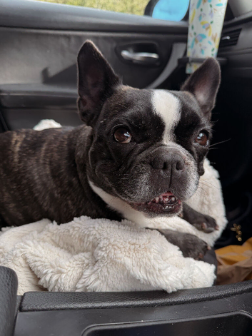 French Bulldog