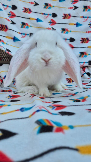 Frenchlops 3 bucks left  8 weeks old