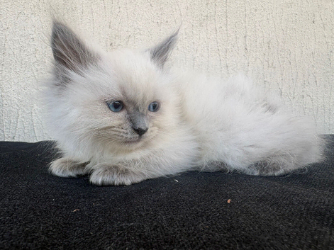 Sunning ragdoll kittens