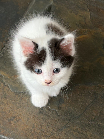 Beautiful part Turkish van kittens