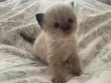 Ragdoll X Persian