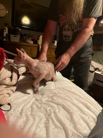 Male dwelf kitten ready for new home