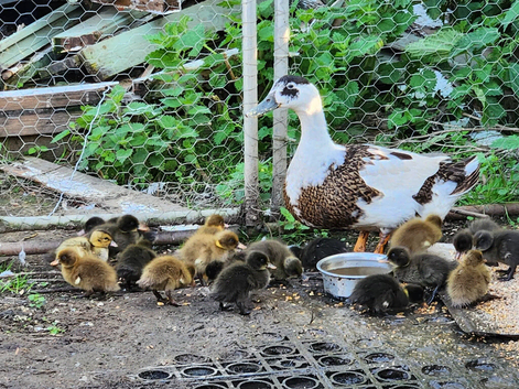 Ducklings