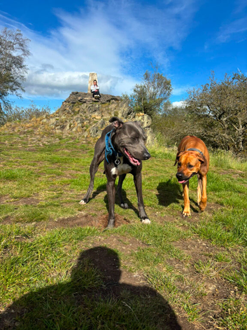 Rhodesian ridgeback cross