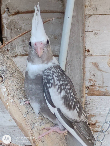 Beautiful baby cockaiel with cage