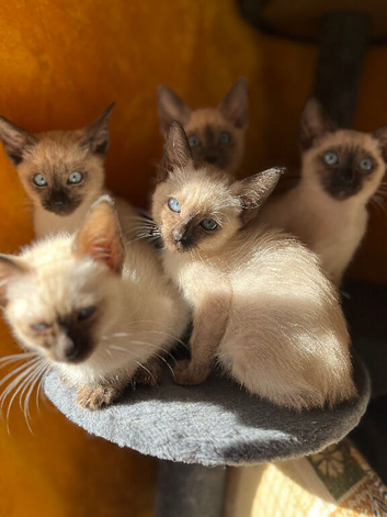 Siamese kittens ready now
