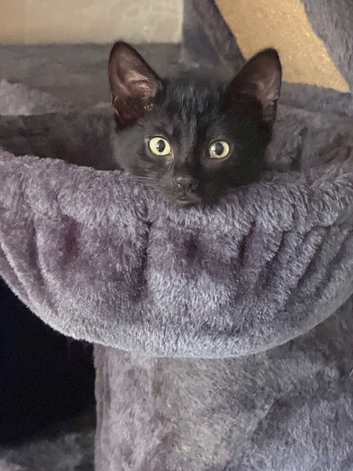 Kittens for sale